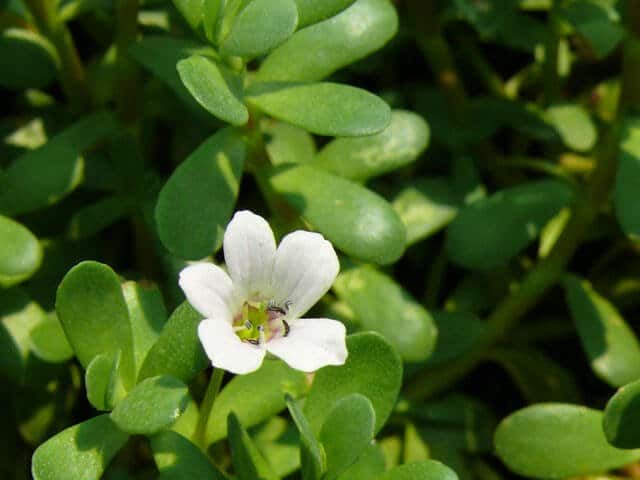 Bacopa monnieri