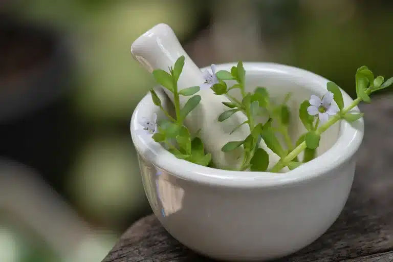 Bacopa Monniera Extract Benefits as a Nootropic