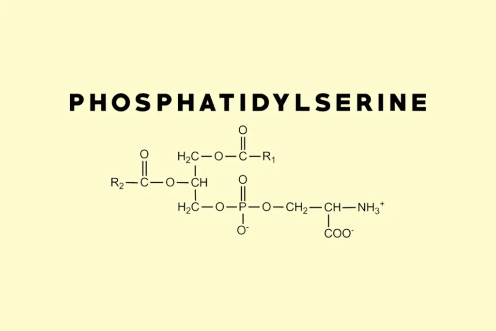 Phosphatidylserine Benefits as a Nootropic