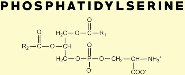 Phosphatidylserine Benefits as a Nootropic