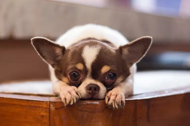 are chihuahuas smart?